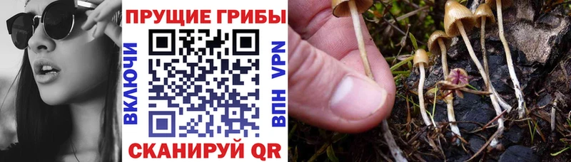 Псилоцибиновые грибы Psilocybine cubensis  Тихвин 
